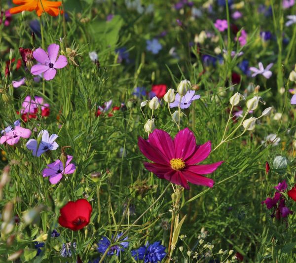 Concime per agrumi, arance, limoni, cedri Fertilizzante Unigreen –  Giardinaggio Store