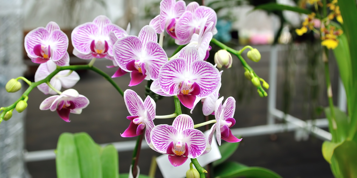 Guida completa alla cura delle orchidee: consigli pratici per farle fiorire ogni anno