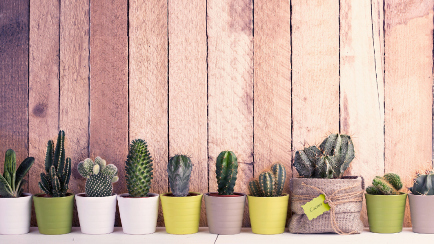 Come prendersi cura delle piante grasse per farle crescere sane e rigogliose