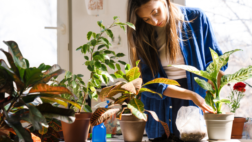 Concimi per piante in vaso: come nutrire correttamente le tue piante da interno