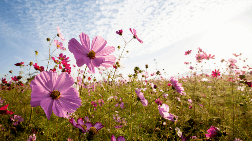 Cosmos: la regina leggera dei miscugli fioriti estivi