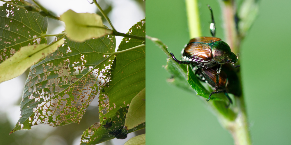 Danni fogliari causati da Popillia japonica