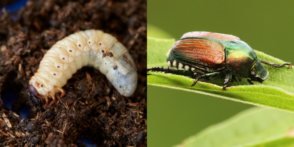 Larva e adulto di Popillia japonica
