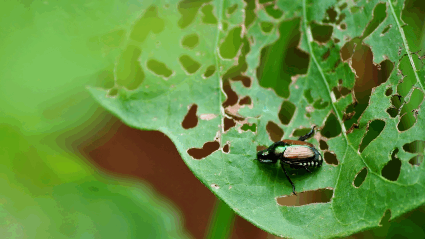 Emergenza Popillia japonica: il coleottero che minaccia i nostri giardini