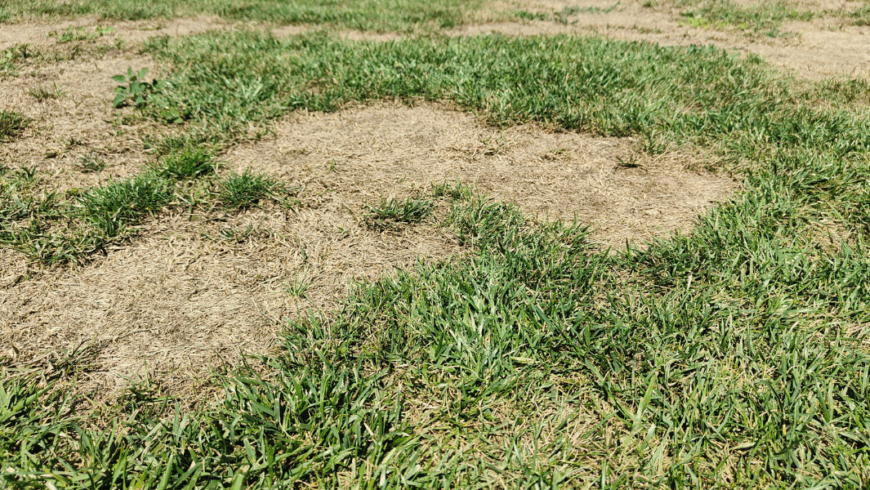 Settembre in giardino: come aiutare prato e piante dopo l’estate