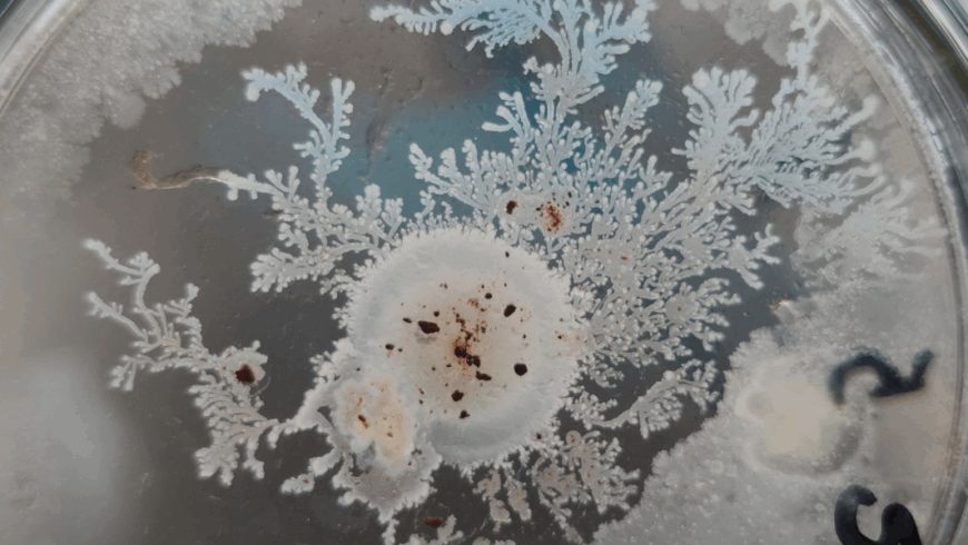 Come dosare correttamente i prodotti con microrganismi? Consigli pratici per giardini e orti