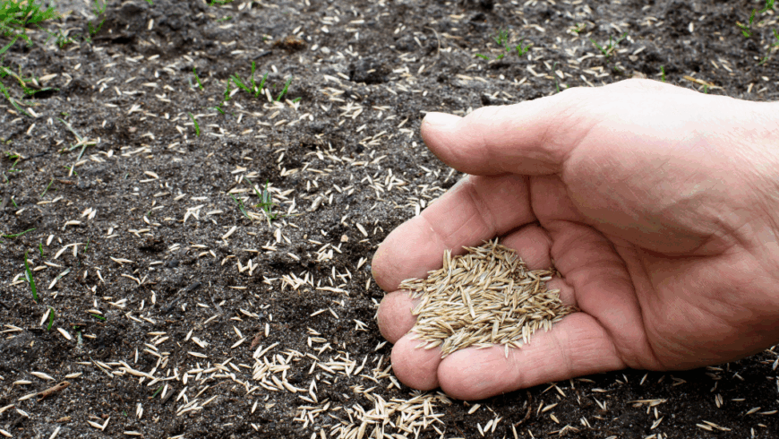 Perché è meglio seminare il prato a settembre?