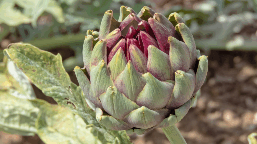 Coltivazione del carciofo in orto: propagazione con carducci