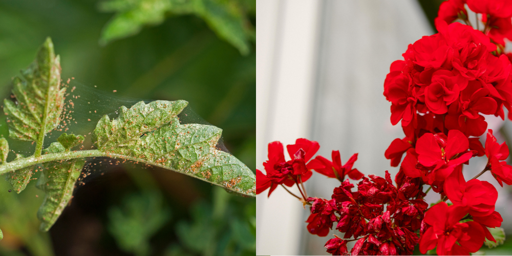 Difesa naturale con olio di neem contro ragnetto rosso su gerani