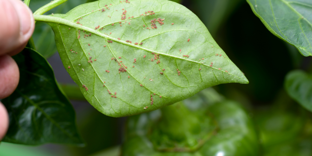 Trattamento con olio di neem per afidi su peperone e piante orto