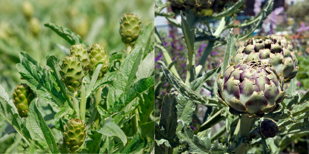 carciofi in campo riproducibili facilmente tramite carducci