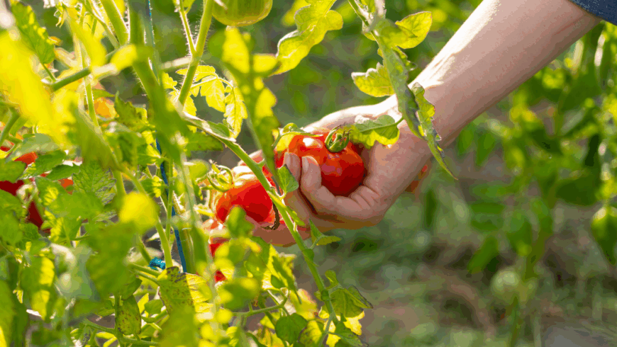 Olio di neem: a cosa serve e come utilizzarlo