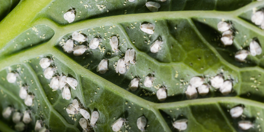 trattamento biologico con olio di neem contro mosca bianca